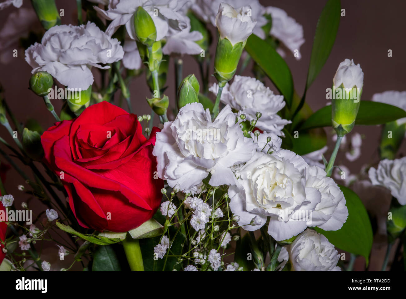 Red Roses, White Carnations with Baby's Breath Stock Photo Alamy