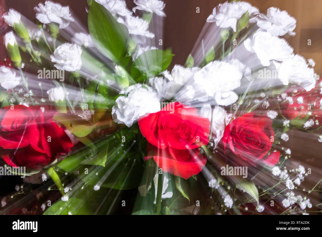 Red Roses, White Carnations with Baby's Breath Zoomed Stock Photo Alamy