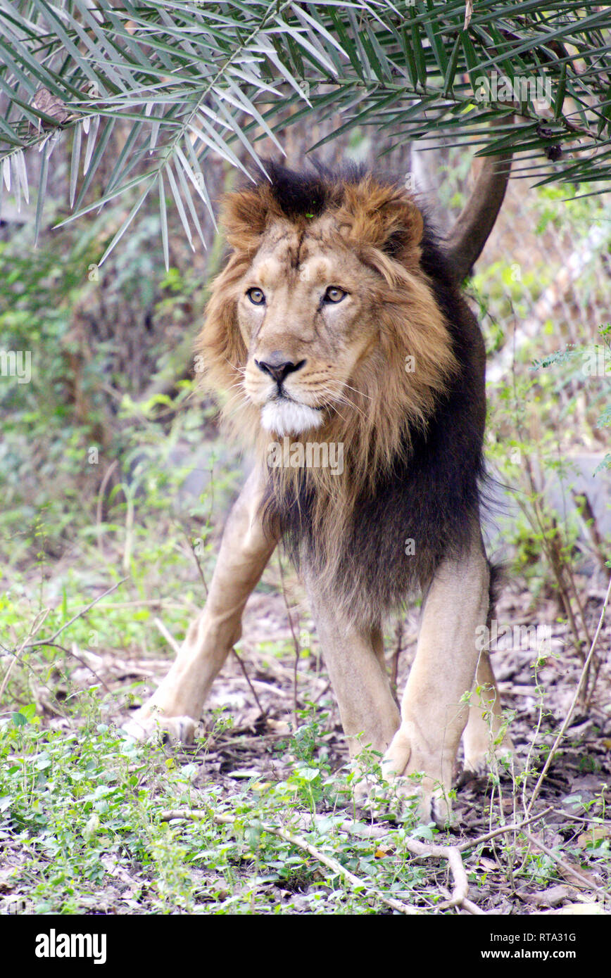 Asiatic lion Stock Photo