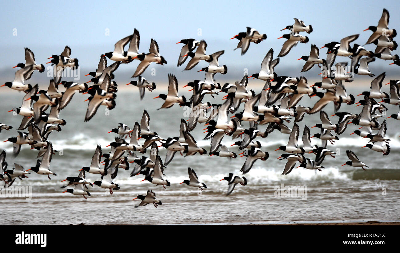 Large flock of oyster catchers move across  the sand bars at the estuary mouth. More than a 100 birds group together for safety from predators Stock Photo