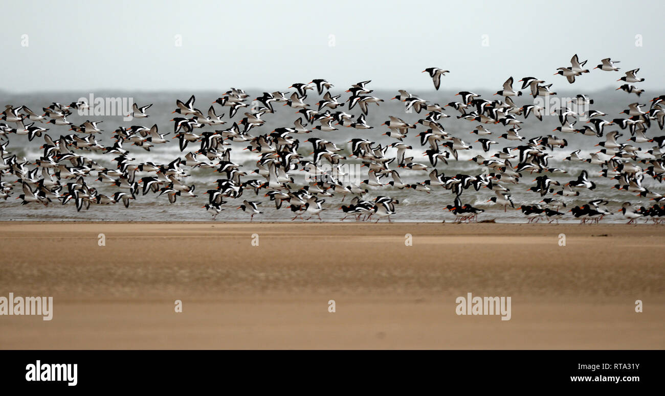 Large flock of oyster catchers move across  the sand bars at the estuary mouth to feed. Several hundred birds gather together for safety. Stock Photo