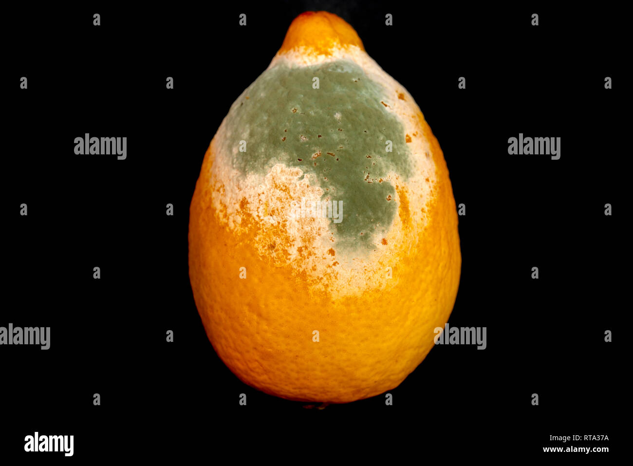 Mold on yellow lemon Stock Photo Alamy
