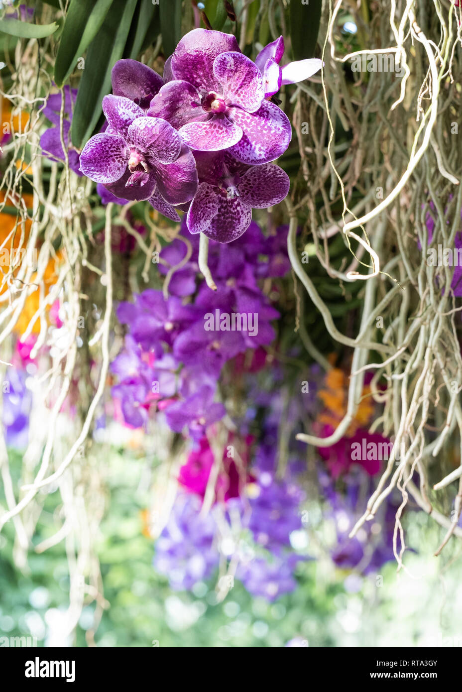Orchids being exhibited at Kew Gardens orchid festival. Stock Photo