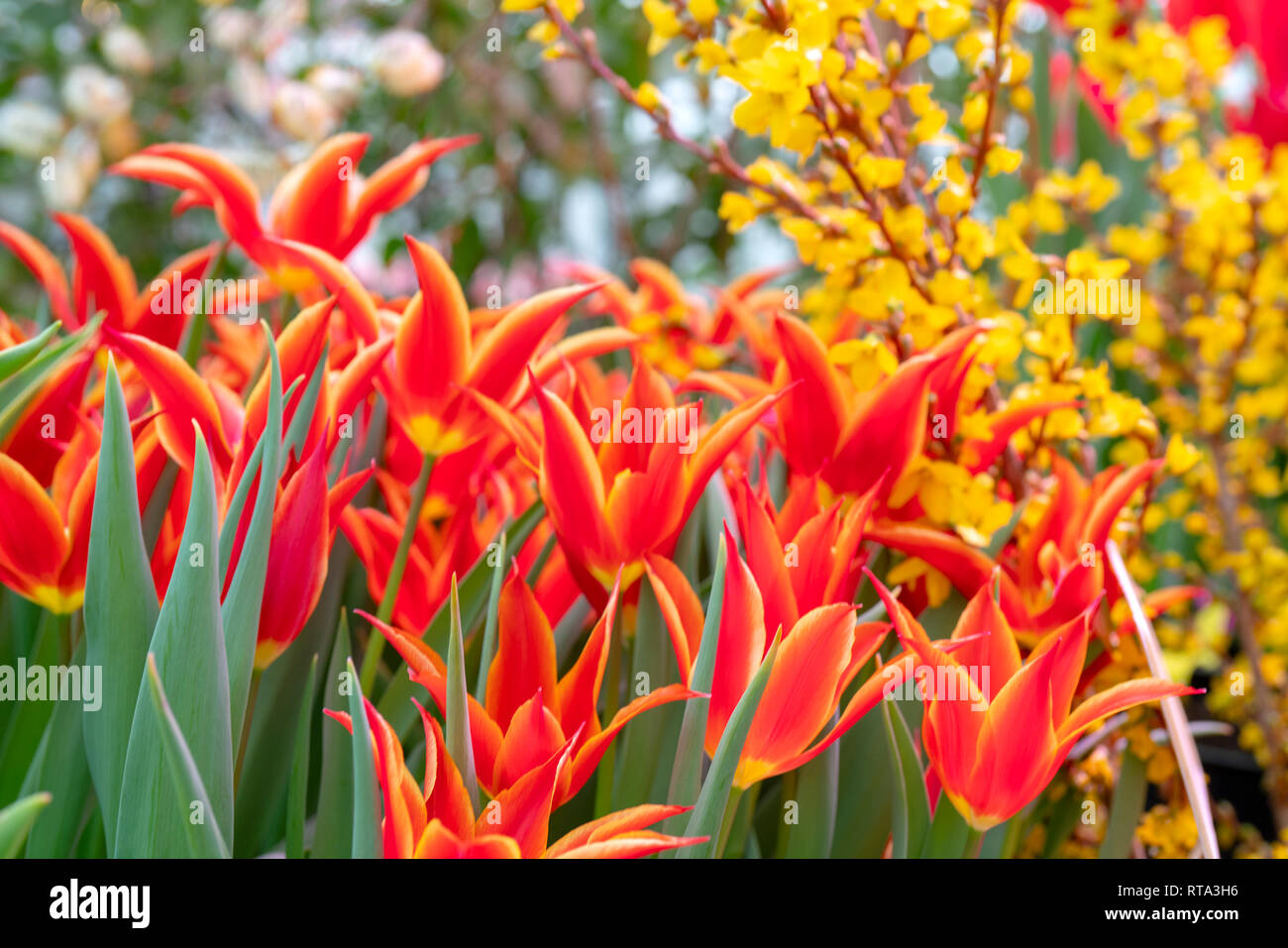 Beautiful red tulips Tulipa sprengeri. The beginning of the spring holidays. Background for greeting cards. Stock Photo