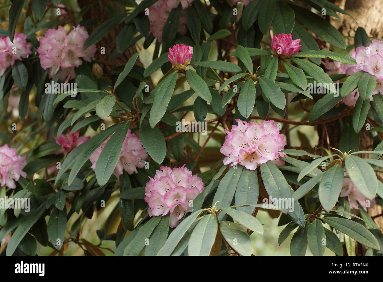 Rhododendron arboreum ssp. cinnamomeum var. roseum Stock Photo