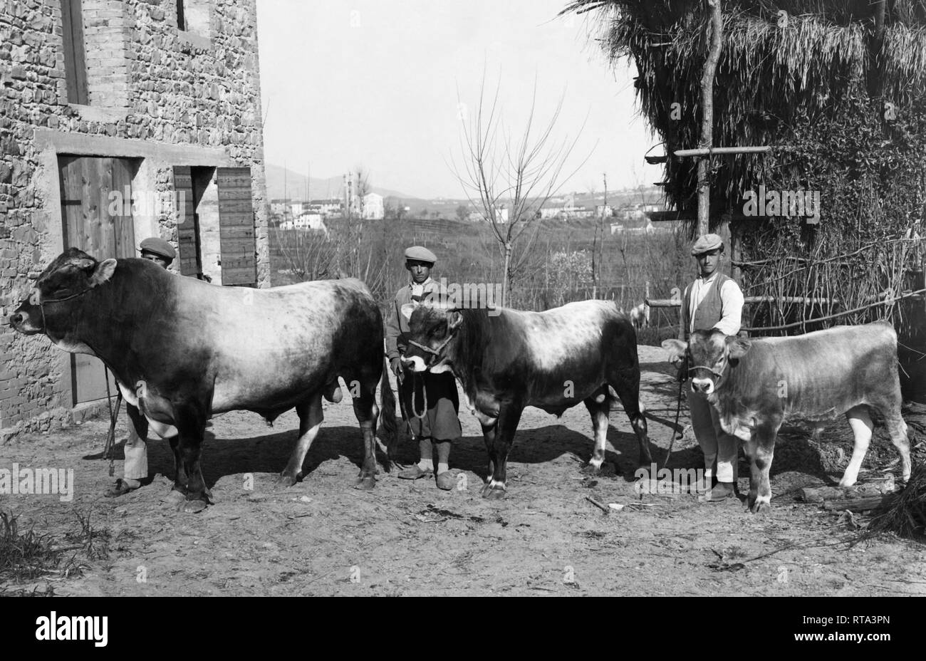 Italy, cattle of bigio-alpine breed, 1920-30 Stock Photo - Alamy