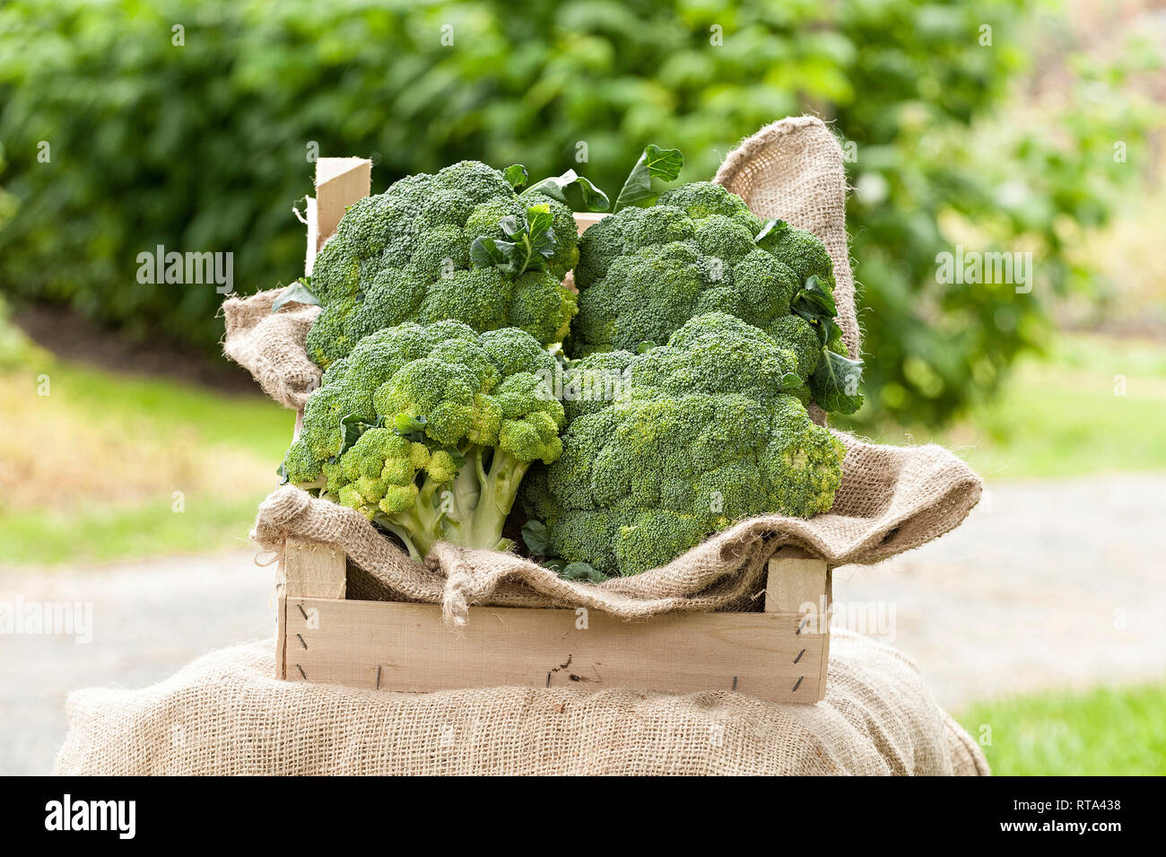 Brokkolis liegen in einer Holzkiste auf Jute Stock Photo
