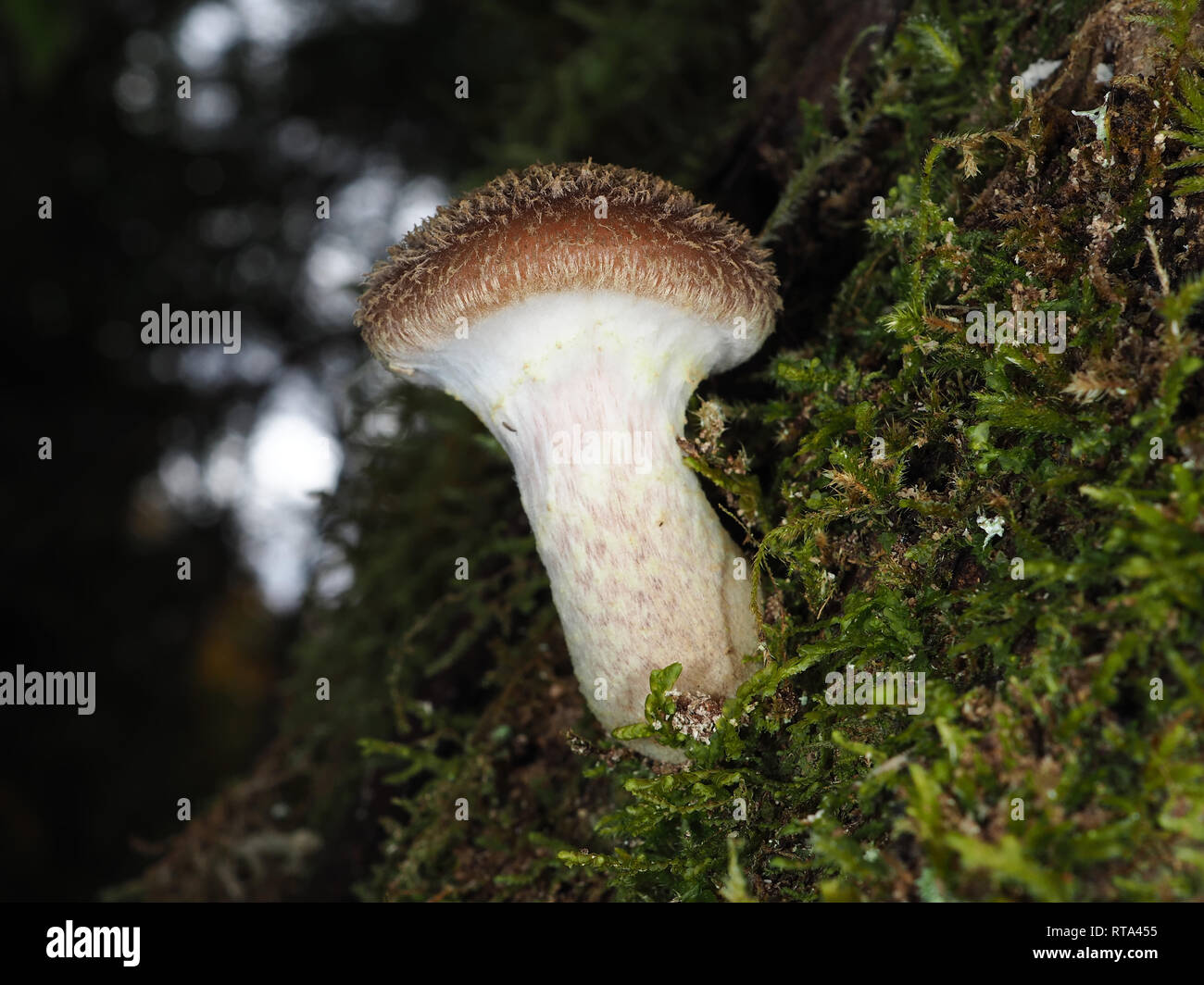 Young honey mushroom (Armillaria sp.) in a forest in Washington state, USA Stock Photo