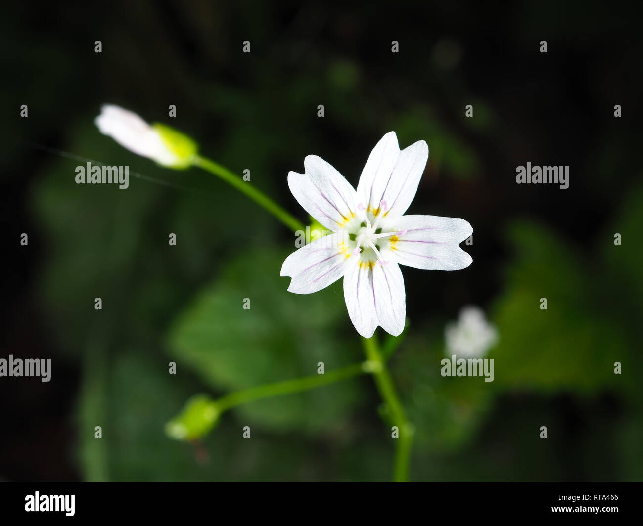 Claytonia sibirica flower Stock Photo Alamy