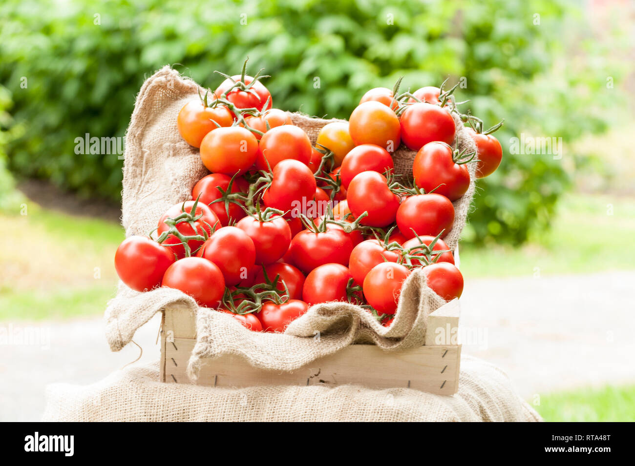 Rote Tomaten liegen in einer Holzkiste auf Jute Stock Photo