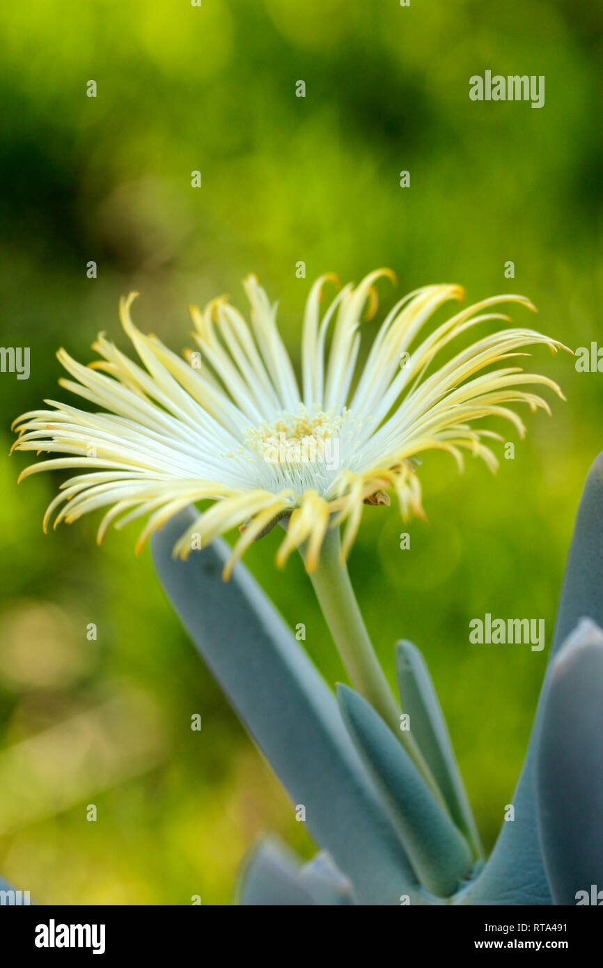 Malephora luteola. Ice plant Stock Photo Alamy
