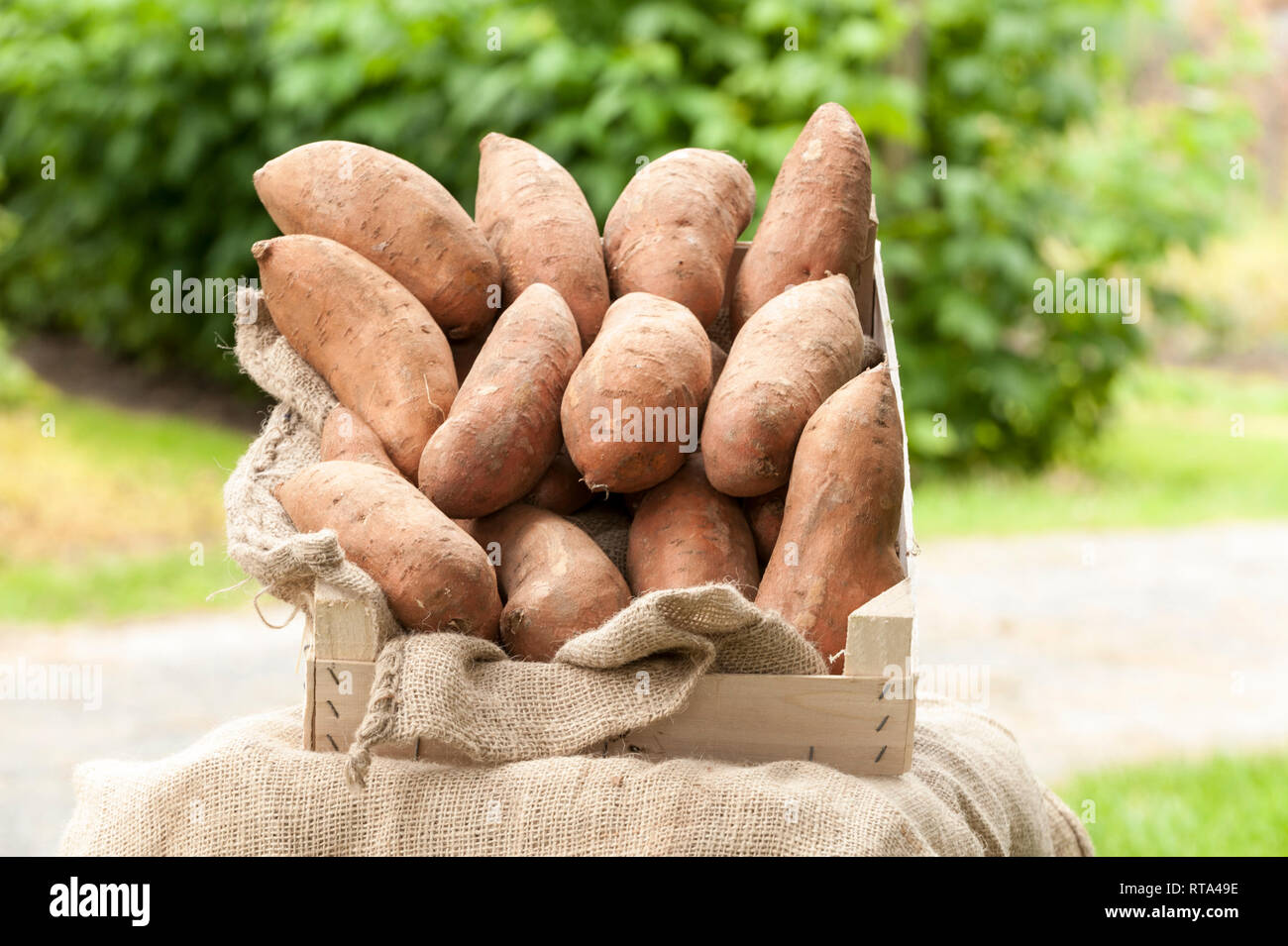 Süßkartoffeln  liegen in einer Holzkiste auf Jute Stock Photo