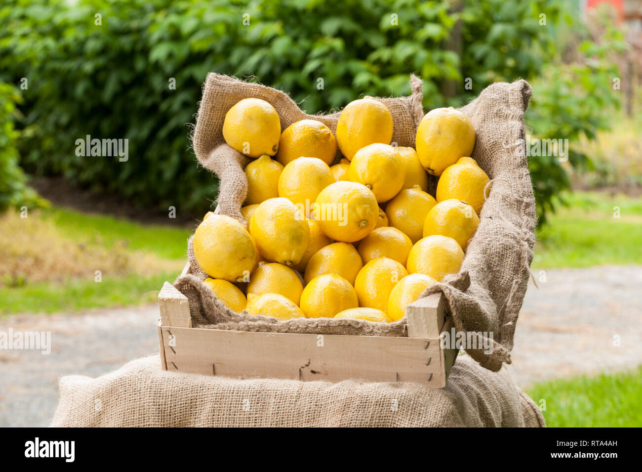 Zitronen  liegen in einer Holzkiste auf Jute Stock Photo