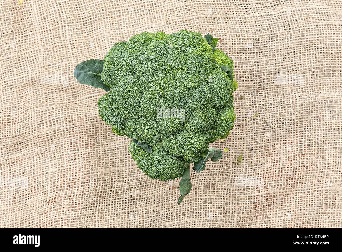 Ein Broccoli Kopf liegte auf Jute Stock Photo