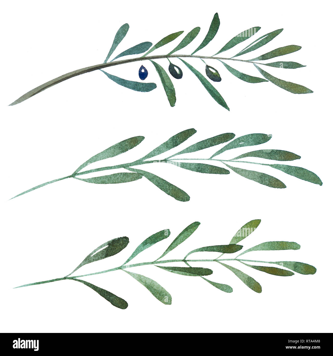 2d hand drawn watercolor graphic elements. Colorful natural illustrations of olive branches and leaves. Stock Photo