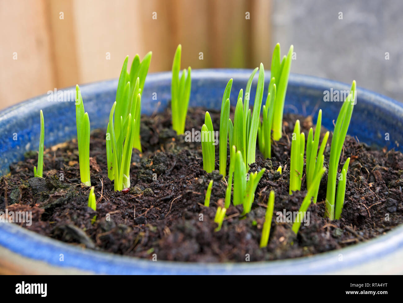 Close up of green shoots of daffodils growing in a pot container in winter spring England UK United Kingdom GB Great Britain Stock Photo