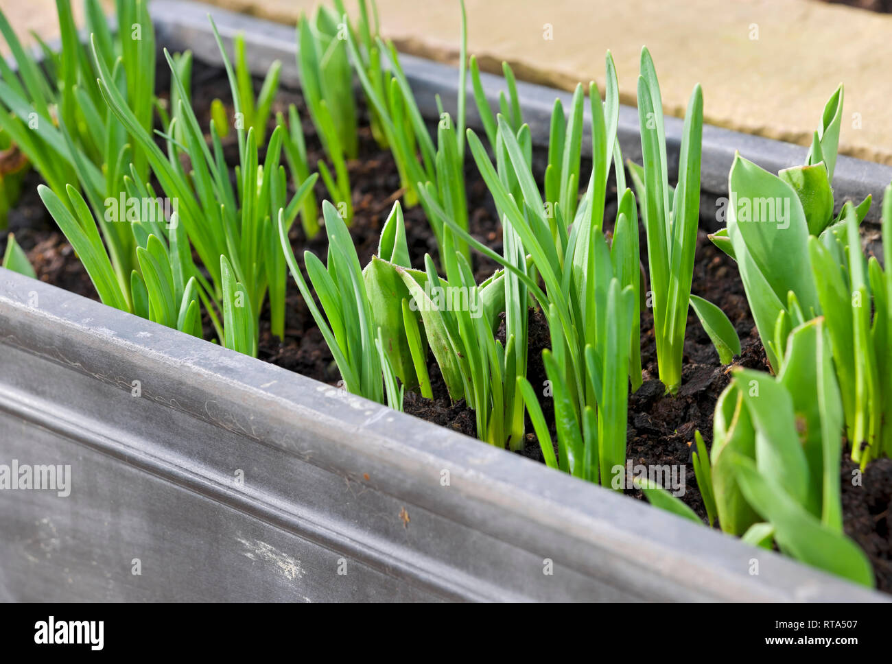 Close up of green shoots of daffodils and tulips spring bulbs growing in a trough in spring England UK United Kingdom GB Great Britain Stock Photo