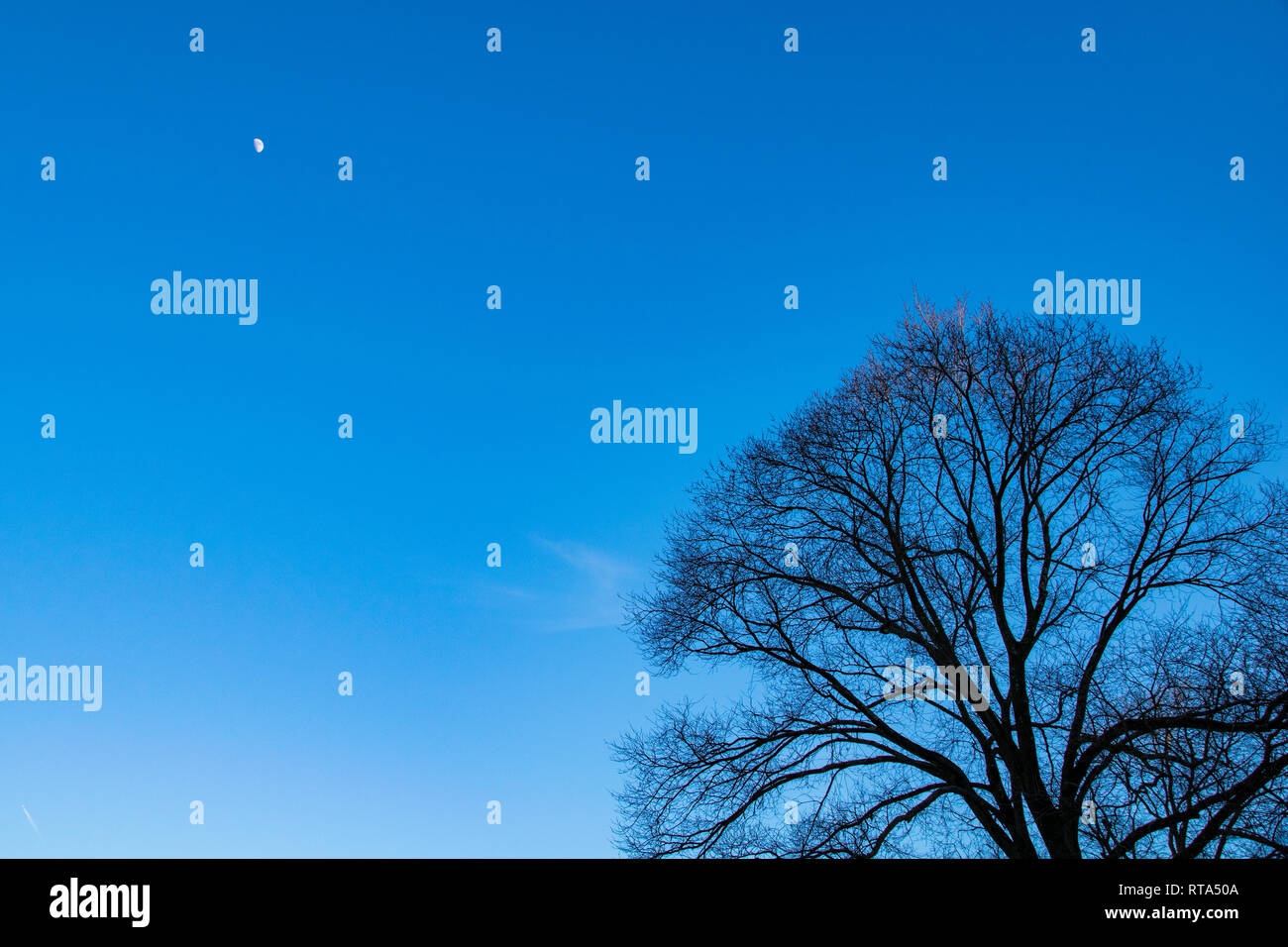 Twilight winter skies with a half moon Stock Photo