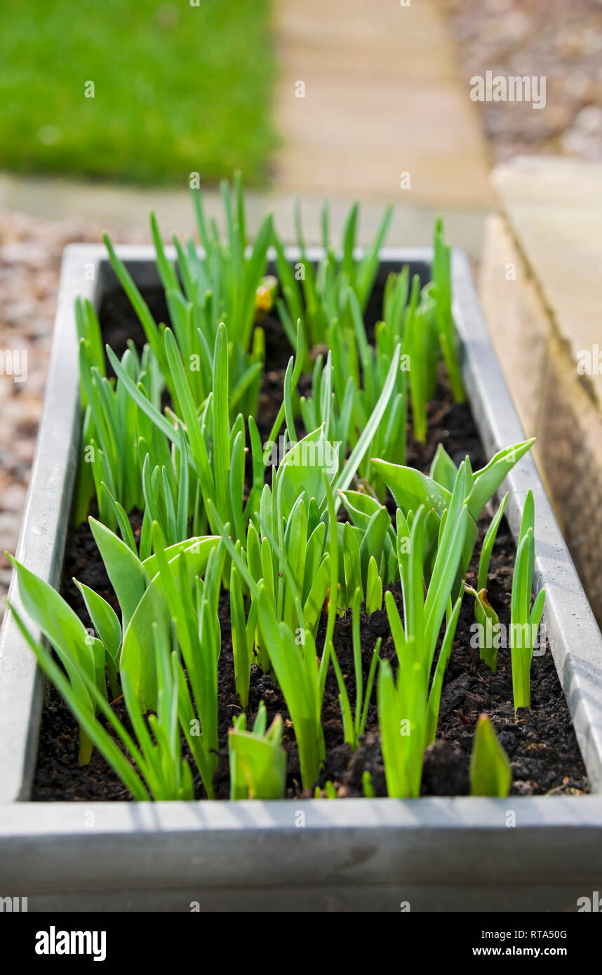 Close up of green shoots of daffodils and tulips spring bulbs growing in a trough in spring England UK United Kingdom GB Great Britain Stock Photo