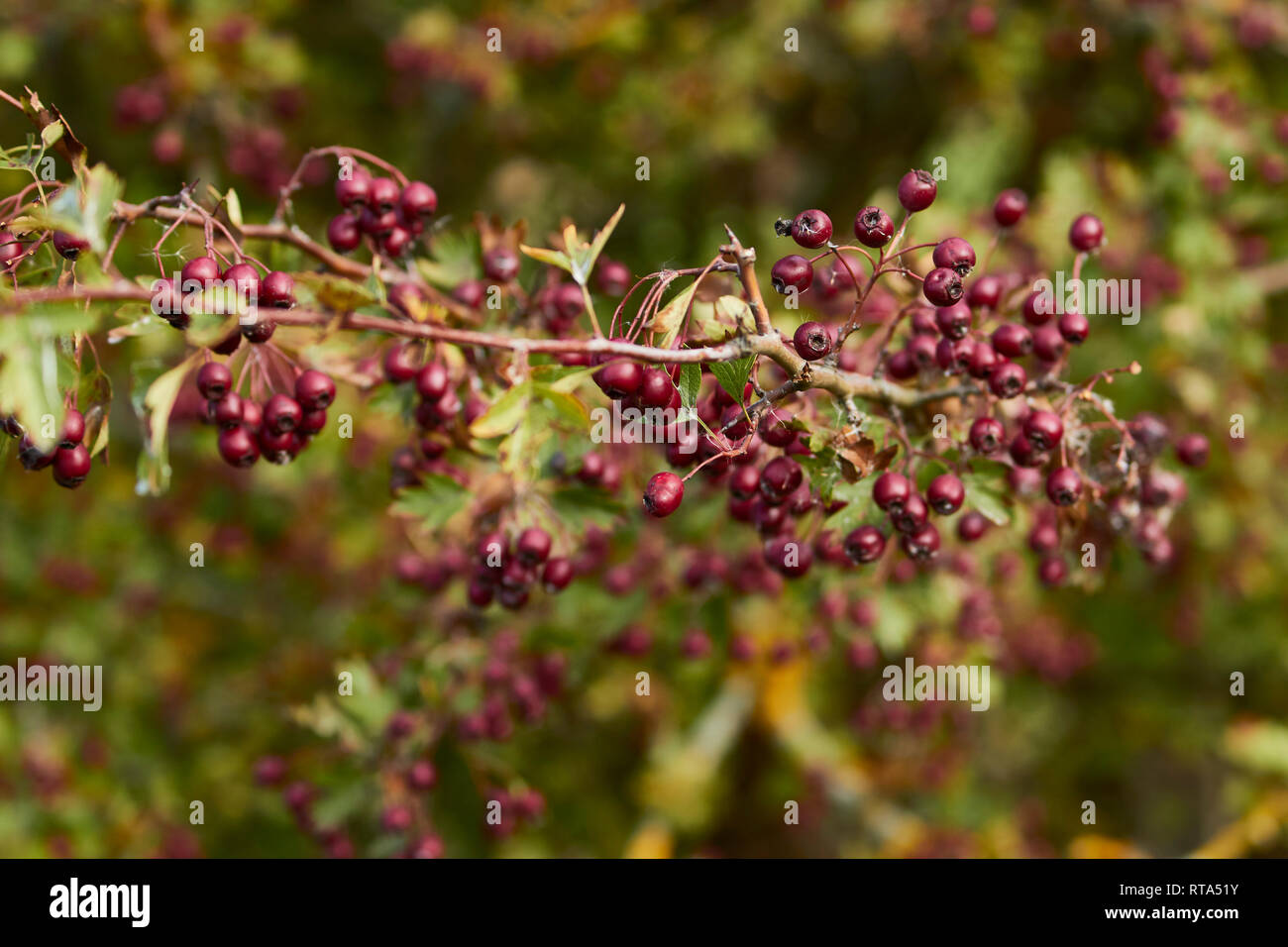 Hawthorn bush in berry in meadow, autumn, south Yorkshire, England, United Kingdom, Europe Stock Photo