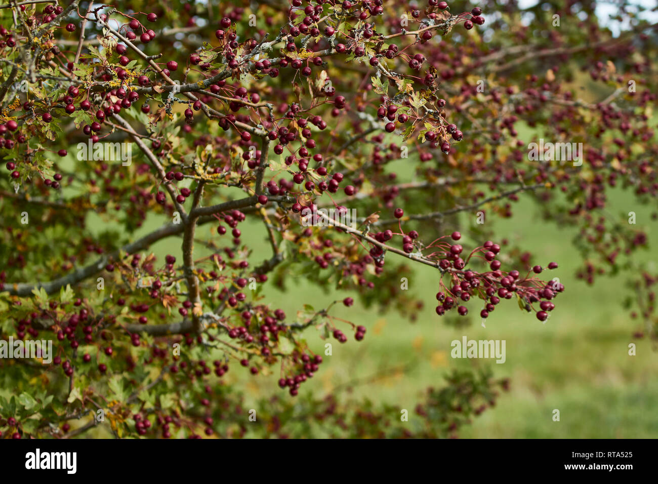 Hawthorn bush in berry in meadow, autumn, south Yorkshire, England, United Kingdom, Europe Stock Photo