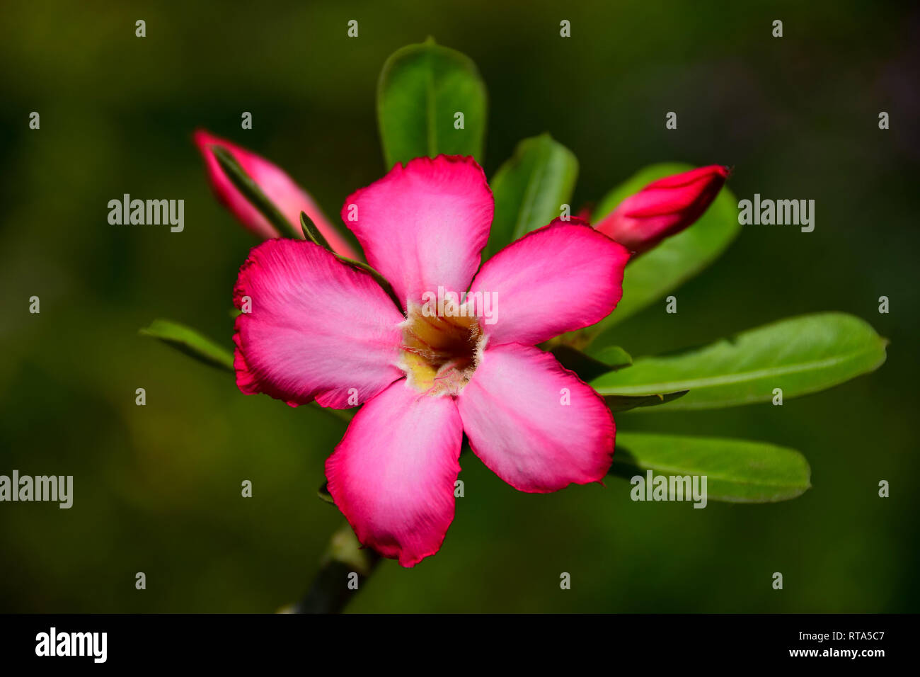 Pink Oleander flower, Pondicherry, Puducherry, Tamil Nadu, India Stock