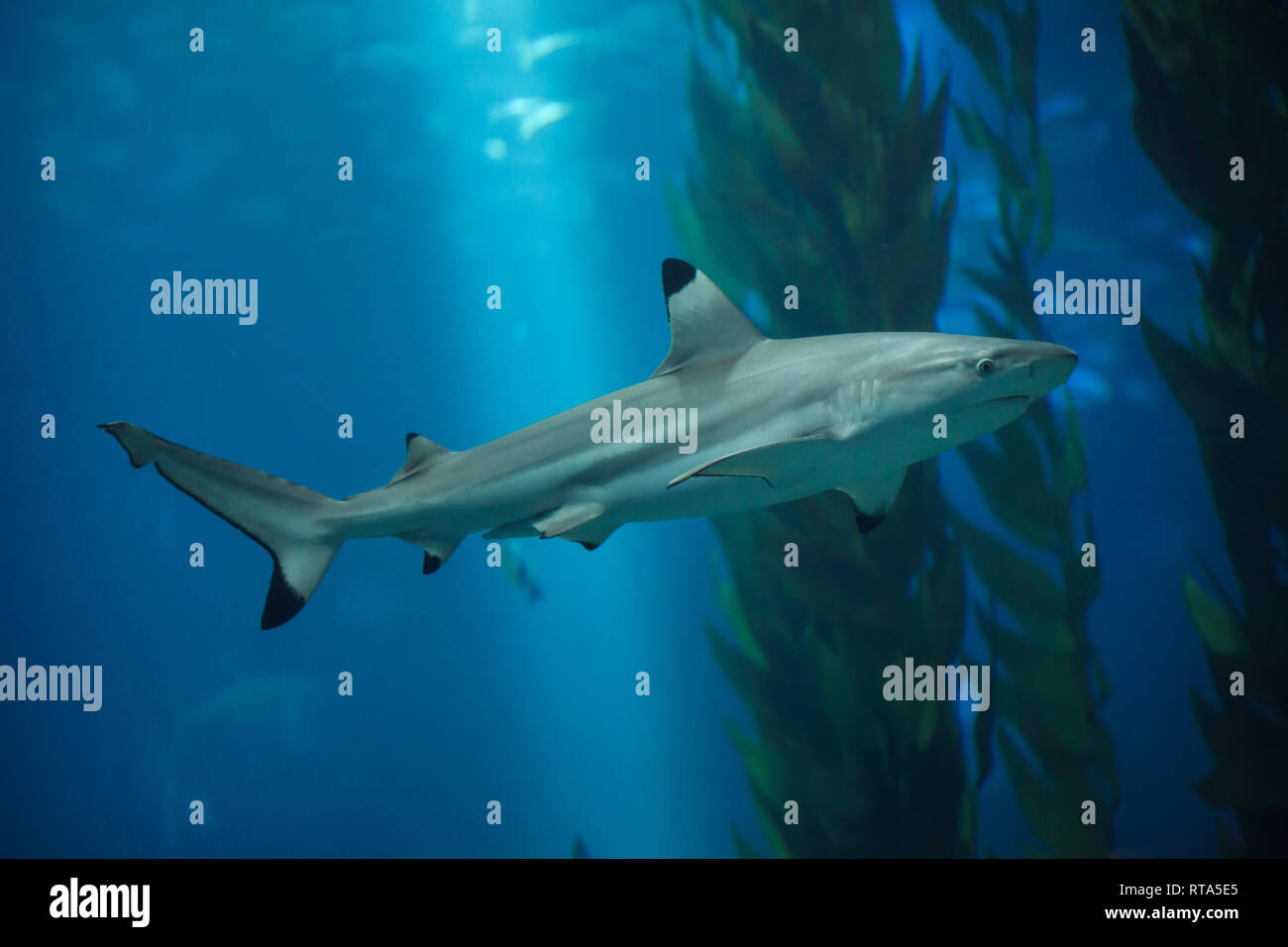 Blacktip Reef Shark Carcharhinus Melanopterus At The Lisbon blacktip-reef-shark-carcharhinus-melanopterus-at-the-lisbon