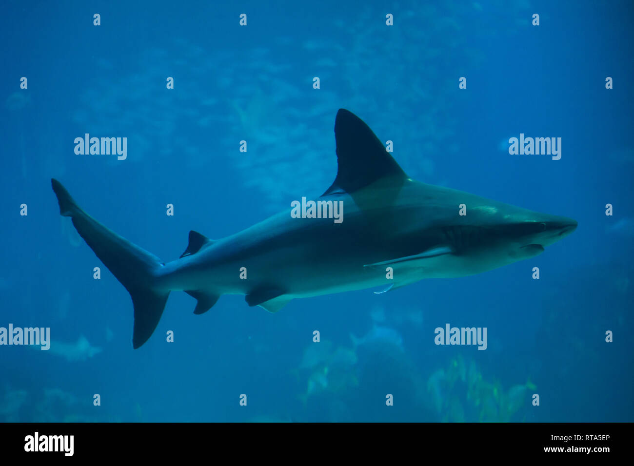 Sandbar Shark caught on long line fishing gear being observed by