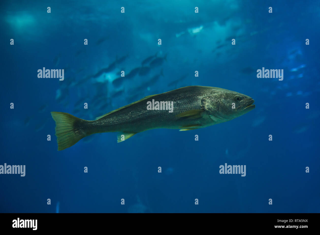 Argyrosomus regius hires stock photography and images Alamy