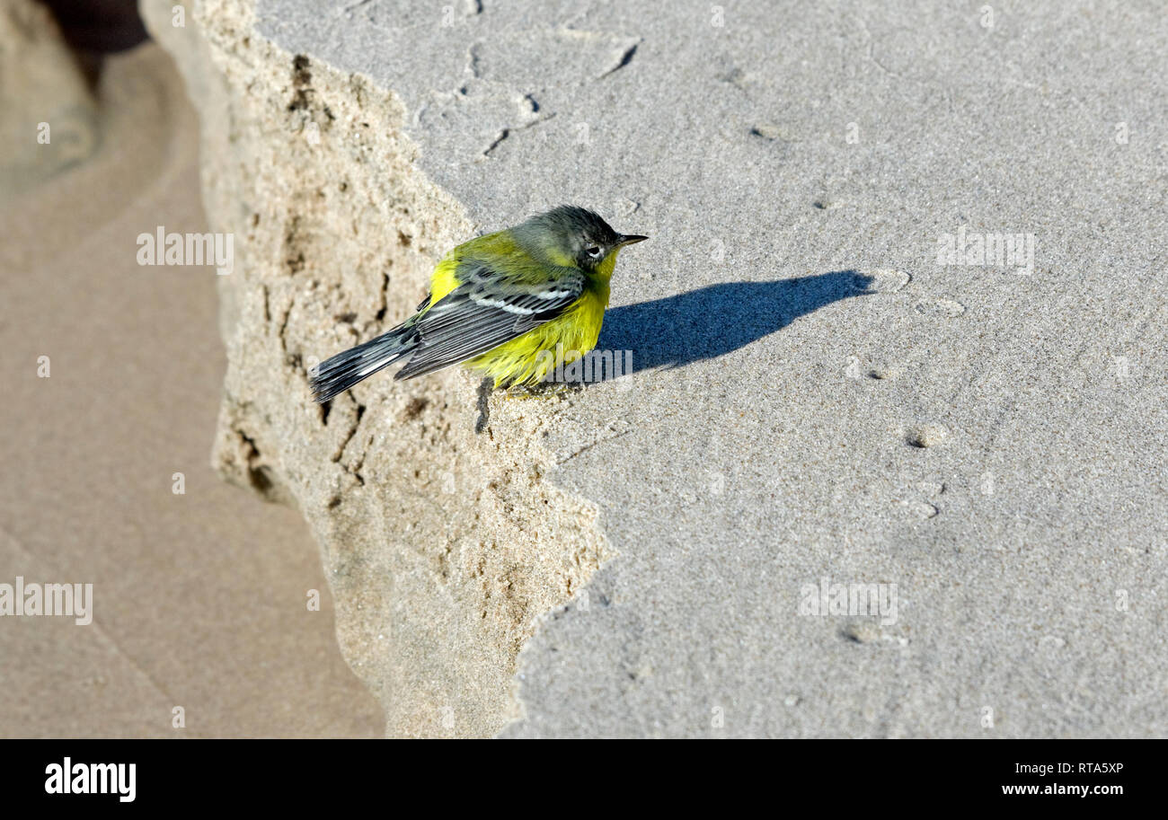 Lesser Goldfinch, Spinus psaltria on Lake Michigan beach, not native to area may have blown in with storm. Stock Photo