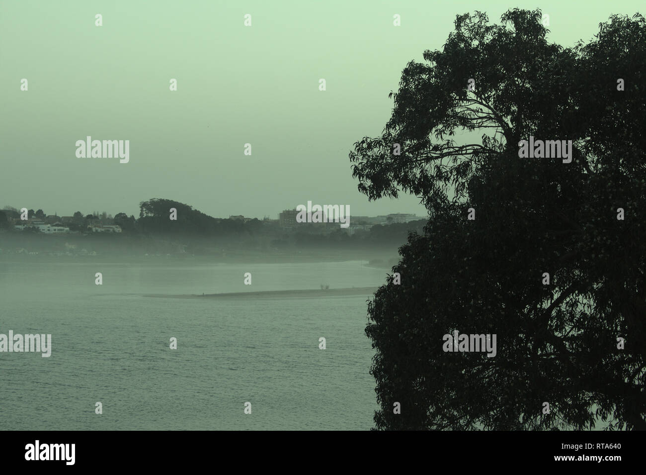 Partial tree with the Douro river and town of Gaia in the distance on a foggy day Stock Photo
