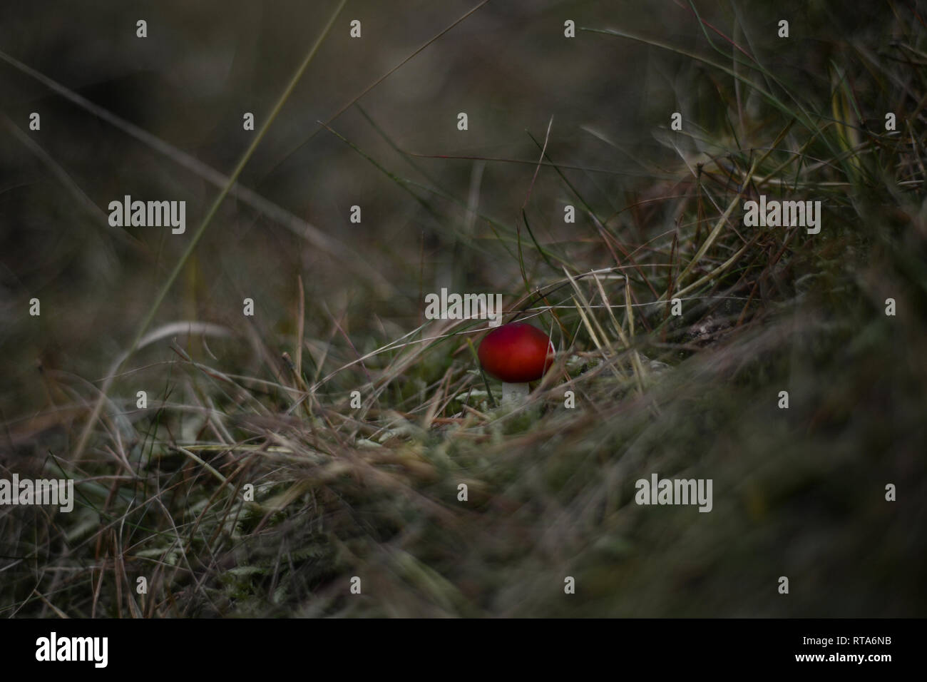 A single red mushroom in the Scottish wild Stock Photo
