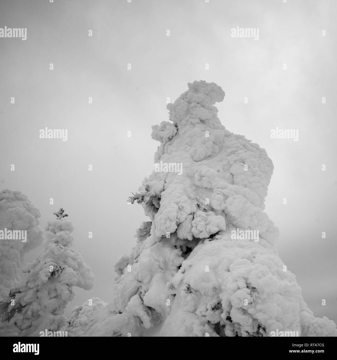 Snow Ghost in Sun Peaks Resort, Sun Peaks, Kamloops, British Columbia, Canada Stock Photo Alamy