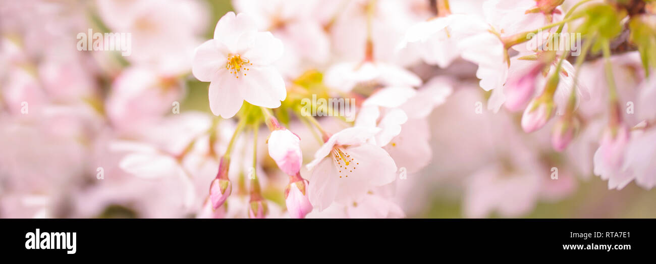 Cherry tree blossom, spring panoramic background Stock Photo