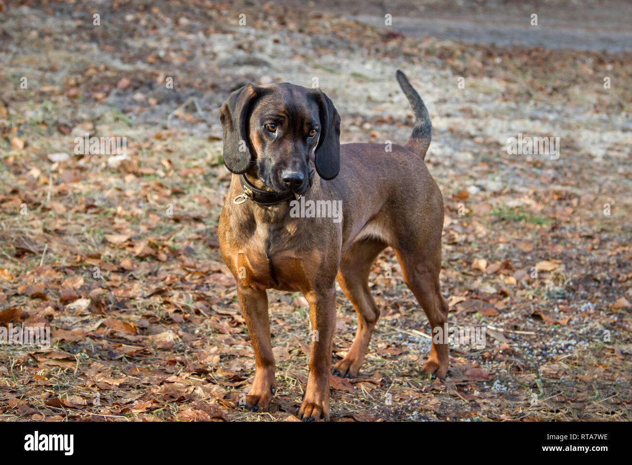 Bayerischer Gebirgsschweißhund Stock Photo