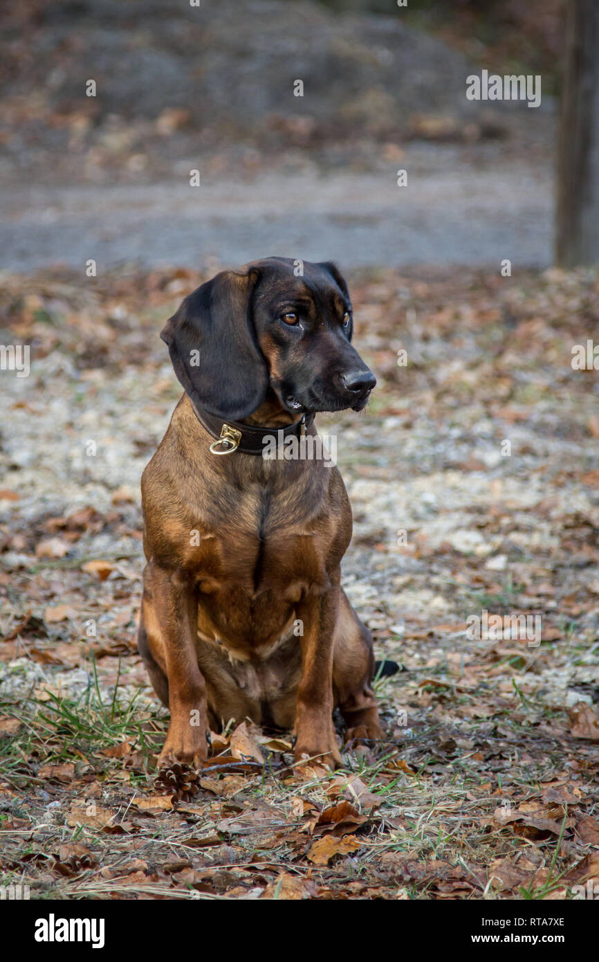 Bayerischer Gebirgsschweißhund Stock Photo