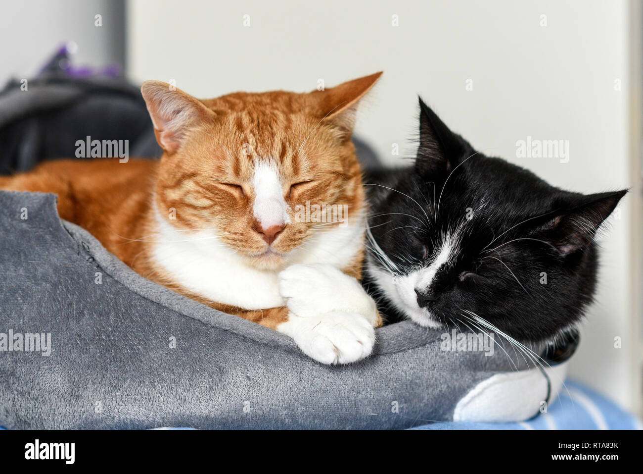 Two cuddling cats at home Stock Photo Alamy