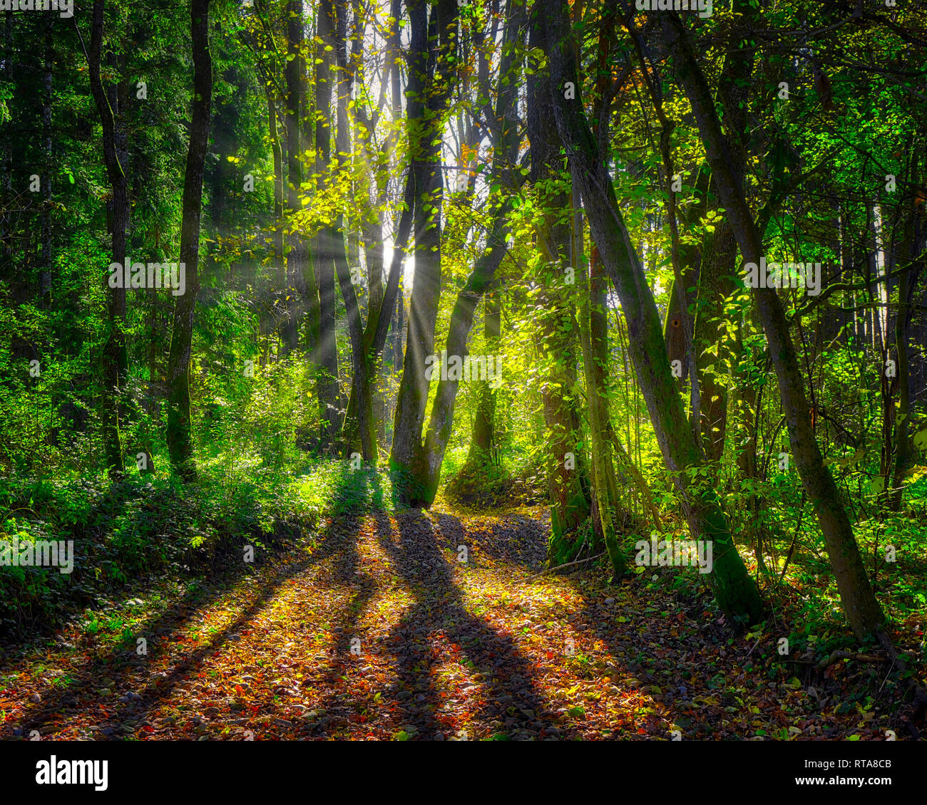 DE - BAVARIA: Autumnal forest near Iffeldorf  (HDR-Image) Stock Photo