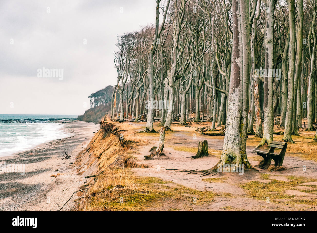 Ostseeküste im Winter Gespensterwald Nienhagen Stock Photo - Alamy