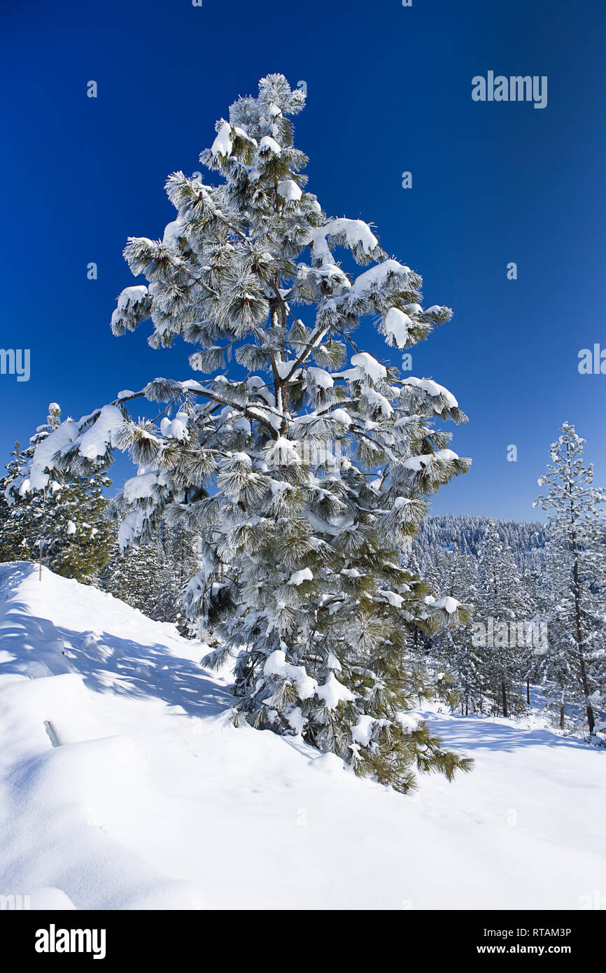 A pine tree covered with snow on a bright sunny day near Coeur d'Alene, Idaho. Stock Photo