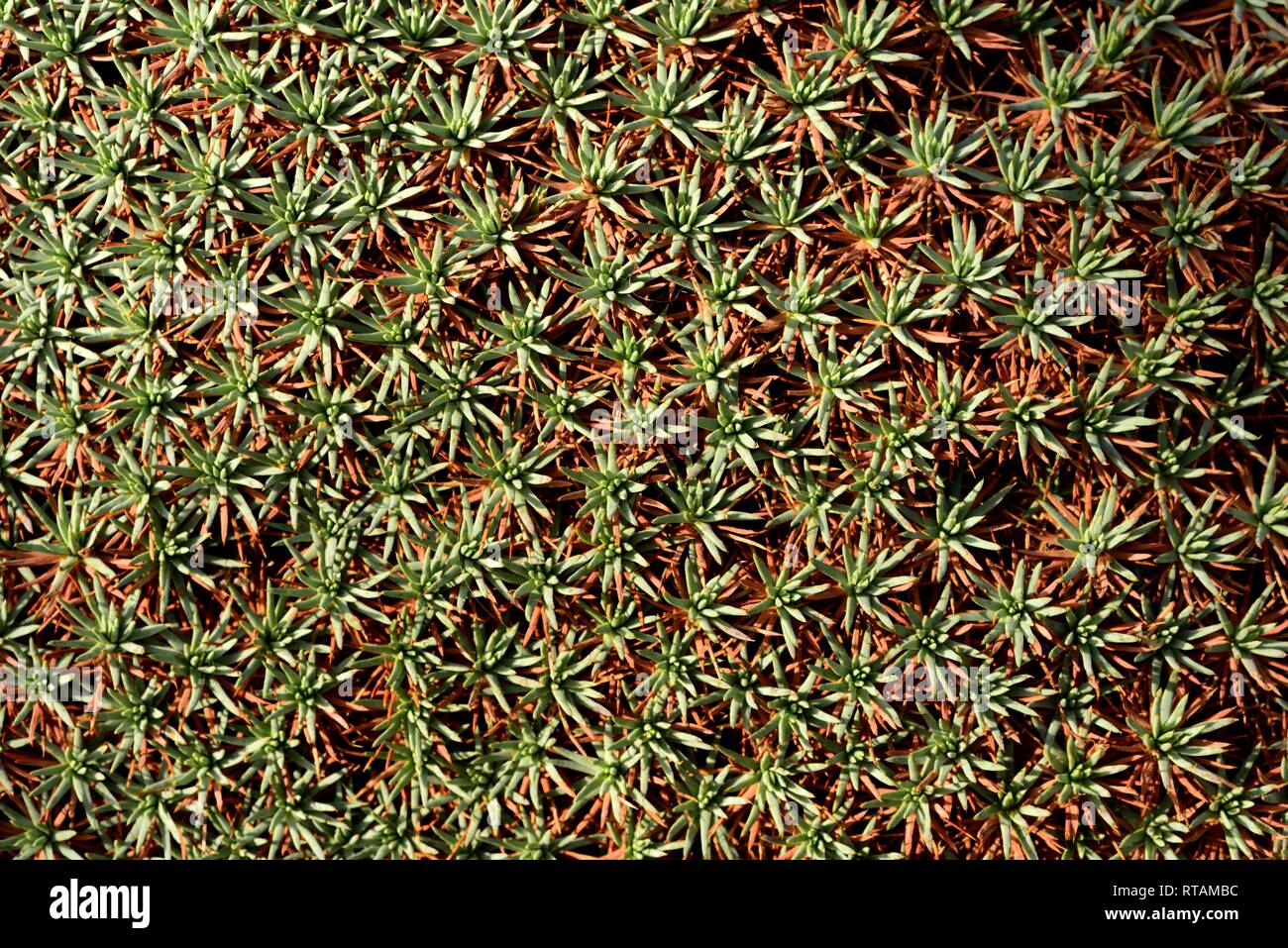 A mat of Prickly Thrift Stock Photo