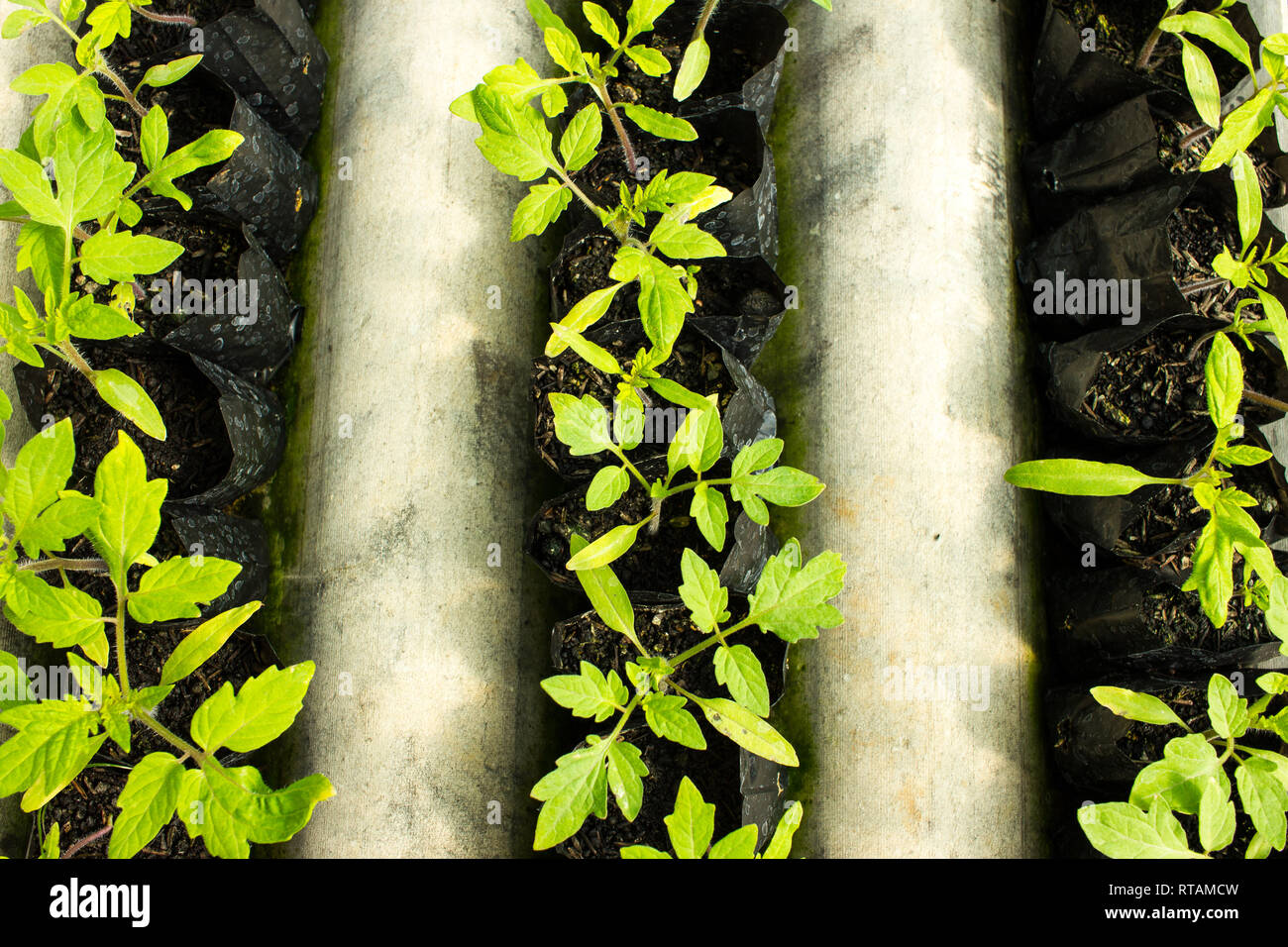 Clean plastic plants hires stock photography and images Alamy