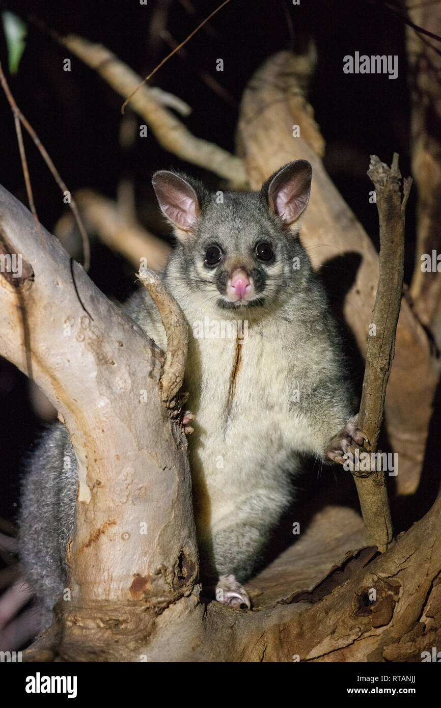 The brush-tailed possum in Australia looking with interest in the night from the tree Stock Photo