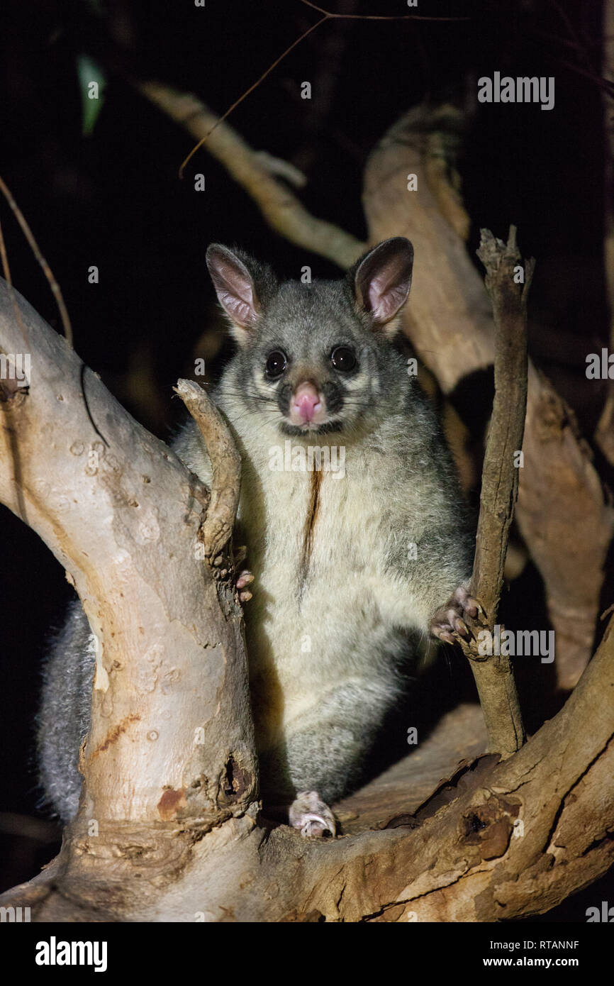 The brush-tailed possum in Australia looking with interest in the night from the tree Stock Photo