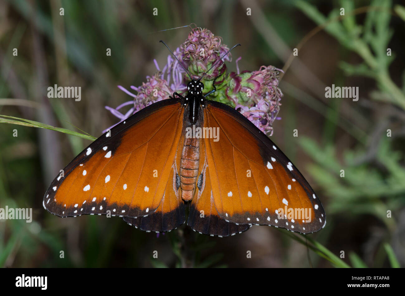 Queen, Danaus gilippus, male on blazing star, Liatris sp. Stock Photo