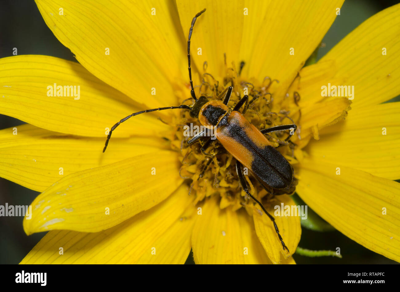 Colorado Soldier Beetle, Chauliognathus basalis Stock Photo Alamy