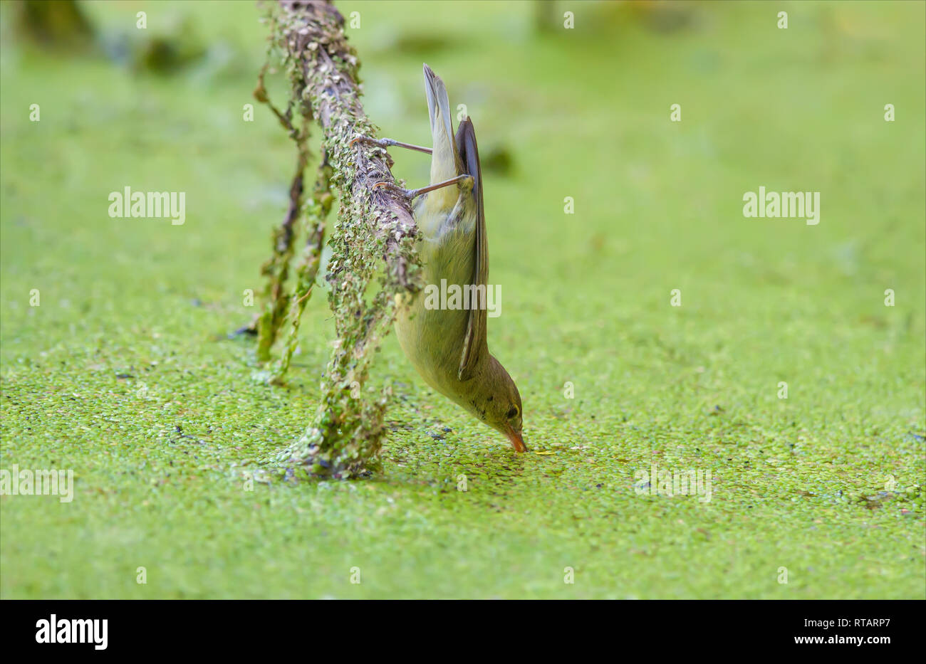 Icterine warbler drinking water while hanging herself Stock Photo