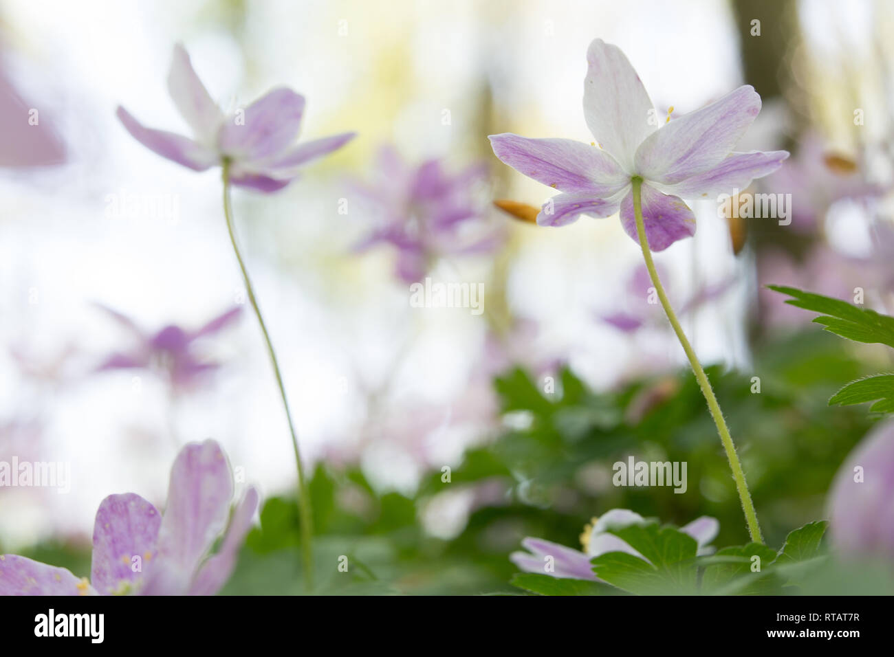 early spring wildflowers reaching for the sky. Shallow depth image with soft focus. Concept for purity of a new beginning in spring. Stock Photo