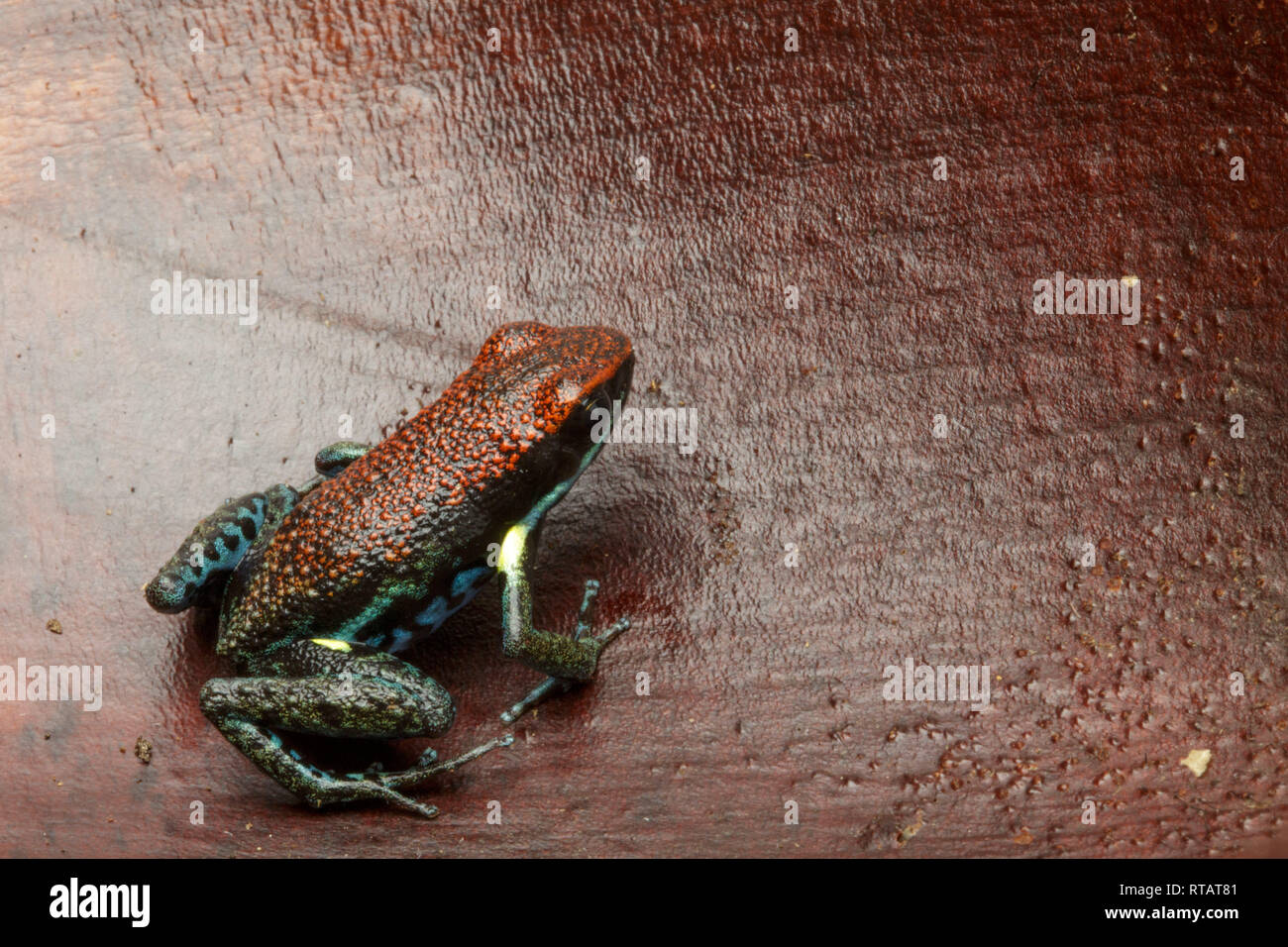 dart frog Ameerega bilinguis a small dendrobatidae from the tropical Amazon rain forest of Colombia and Ecuador; Stock Photo