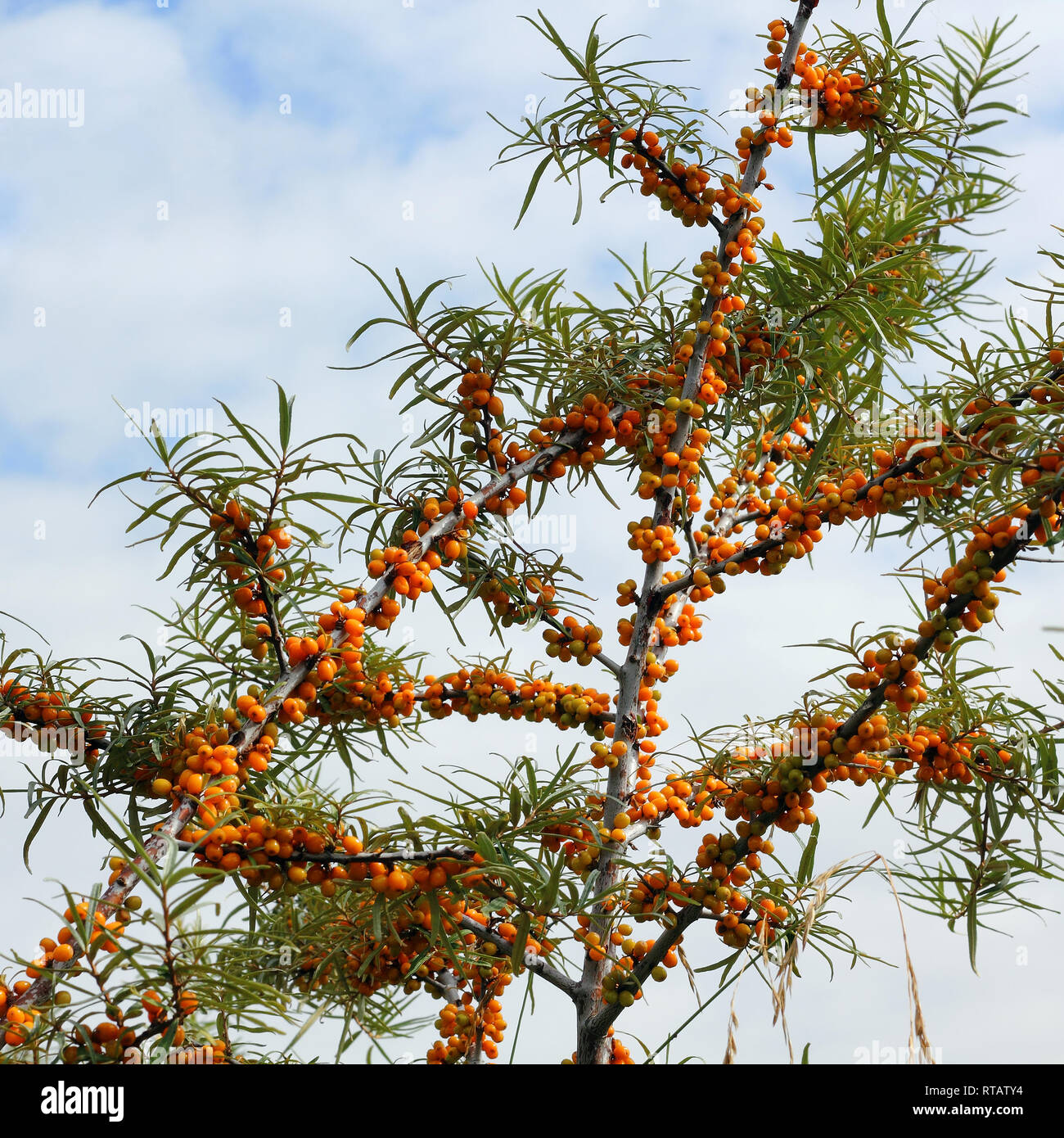Branches of Sea-Buckhorn with fruits Stock Photo
